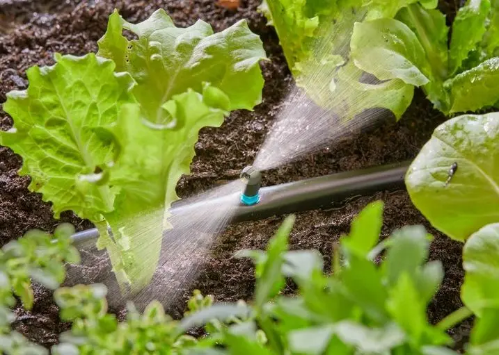 Gardena Micro-Drip-System - Micro Strook Sprinkler, 5 Stuks 13319-20 3 Gardena Micro-Drip-System - Micro Strook Sprinkler, 5 Stuks 13319-20 - Afbeelding 3